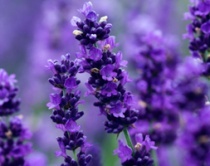 Norfolk Lavender - a great day out for young and old! The loveliest Lavender in Norfolk!