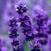 Norfolk Lavender (@LavenderNorfolk) Twitter profile photo