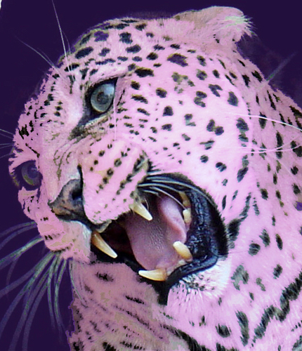 La Gazette des Socios du Stade Français Paris Rugby. Rejoignez les Socios du SFP, et devenez sociétaire du club !