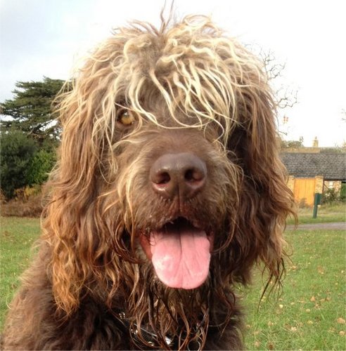 gapandwarranty's profile picture. Alfie... Office boy made good!  Working since 6 months old, nailed the printer, sorted the post so they've given me the Twitter account... Let's talk!