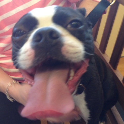 MaddyBT's profile picture. I'm a Boston Terrier girl following my sis @RileyBT around and chilling with my human sis @KforKilla