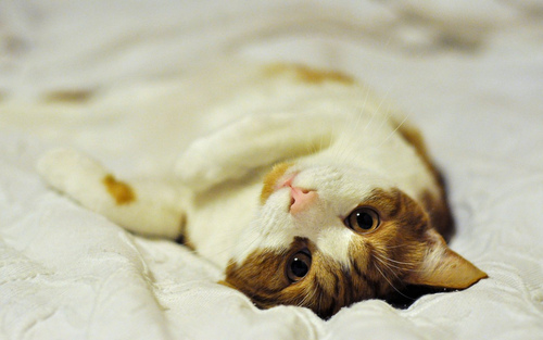 TavishThomas's profile picture. I'm Little Shit, I chase toes, bite elbows and throw stuff around. I live with oomans called Mom and Dad. I want to be a poltergeist when I grow up.