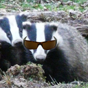 Raymond The Badger - @RaymondBadger11 - Twitter