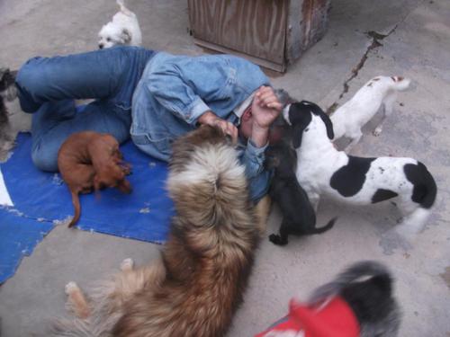 Refugiamos.rehabilitamos y damos en adopcion perritos rescatados de maltrato