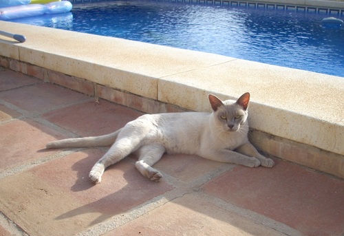 Hi I am Donnington Cat, I live on Donningtons' Reef with 8 girl cats, which is not easy... So I write books about us...