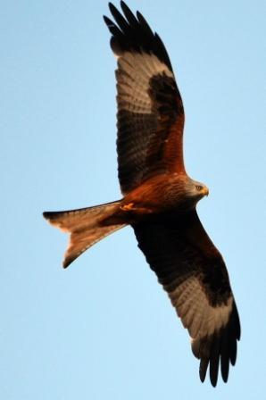 Sharing sightings, photos and events  regarding the wildlife and nature in Buckinghamshire. Tweet me yours