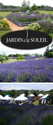 Certified organic Ten acre lavender farm producing lavender essential oil and lavender products in Sequim, Washington and through our online store.