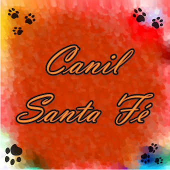 Canil Santa Fé. Venda de filhotes de cães. Atendendo à mais de 7 anos Campinas e Região. Lhasa Apso, Yorkshire Terrier Micro, Buldog Inglês, Buldog Françes &++