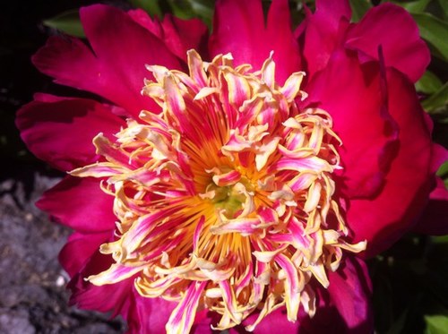 shireshuffle's profile picture. 