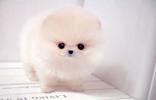 WPs are so cute!