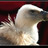 Cidonchac's profile image