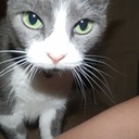 Bella Cline - @Finest_Feline - Twitter