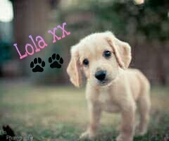 I am not an ordinary puppy, I can comunicate with humans and understand them. I am well trained and I am sweet. [ROLEPLAY]