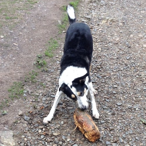 noakes_sue's profile picture. 