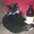 steve3354's profile image