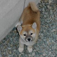 ミック博士★6.21昭和プロレス復活祭 (@mickhakase) 's Twitter Profile Photo