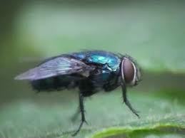 Just your average house fly, fun loving, a little bit crazy, just living on peoples walls at the moment but looking to get my own place one day!