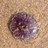 peter_arora's profile image