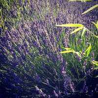 Visiting Provence (@visitingprovenc) 's Twitter Profile