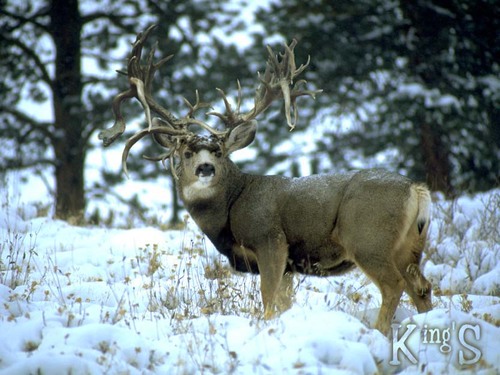 Old dude, father of two, husband to one.  Lake - Stream and Deep Sea Fishing, Deer Hunting.  Drinking coffee in the morning.  Watching the Stillers and Penguins