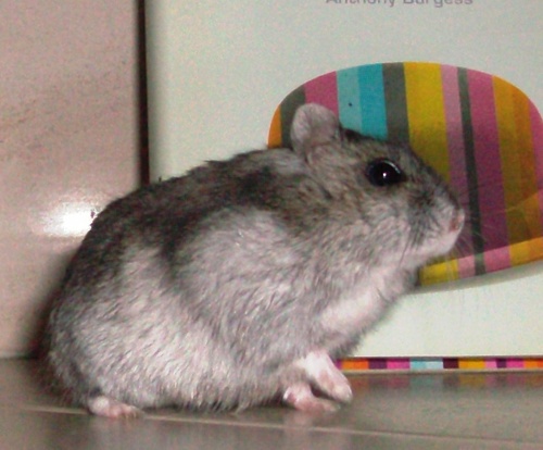 o hamster do manu lindu da @joanarssousa que faz previsões para o euro e muito mais
