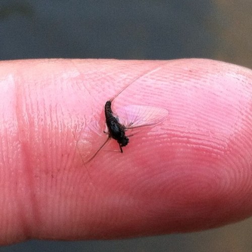 UtahsFlyCorner's profile picture. Johnny Utah