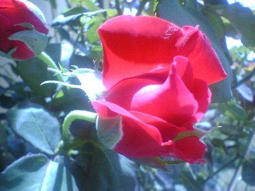 dhmotika1's profile picture. Το να βόσκεις πρόβατα είναι σχετικά εύκολο  Εμάς (το γένος τον ανθρώπων) ποιος μας βόσκει?και ποιος μας νέμετε?
BF=f.b.=Boskos