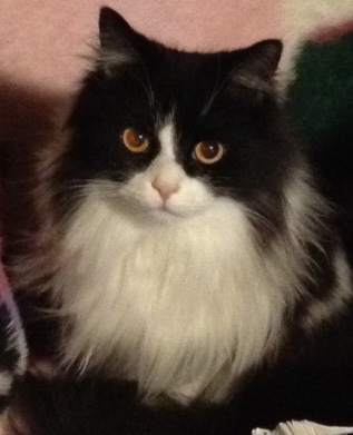 hiharu1's profile picture. ＴＭ－utsuとネコとＳＬとmmが大好きで～すw
よろしく～w