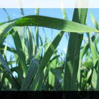 Andrew Pauley (@soilnutrition) 's Twitter Profile