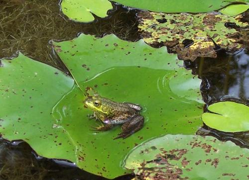 Pool2Pond, MarshLand US, environmentalist, Master Naturalist