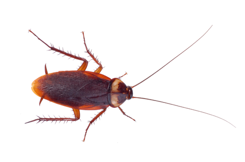 gefrituurdekakk's profile picture. Culinair rariteitenkabinet vol met ongebruikelijke kookkunsten, bijzondere recepten, tafelmanieren, opmerkelijke eet- en drink reclames, curieuze eetgewoonten.