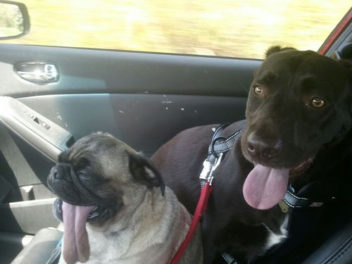 Buckle up dogs!