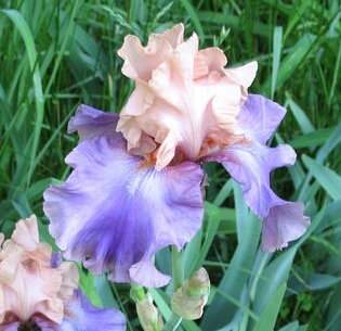 mle2772's profile picture. Dem moderate, RT does mean I agree & want to reshare. Check old Tweets before I follow. I read links before I spout. Thanks for links! OBAMA-BIDEN 2012!