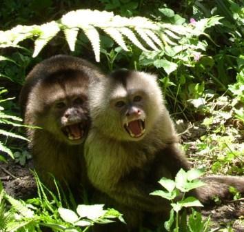 Director of Wild Futures, UK based charity promoting the welfare and conservation of primates. Its flagship project is The Monkey Sanctuary.