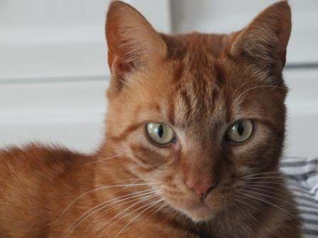 Rooie Haagse kater 🔰. PEO (Poes Executive Officer) van #Bezuidenhout #DenHaag. Op de 🌎 sinds 4-7-2009.
