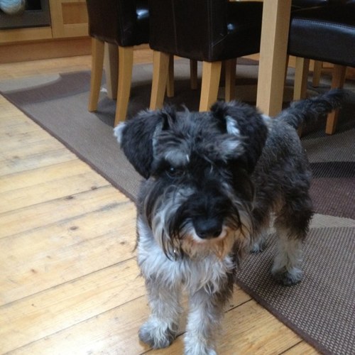 sallyirishdog's profile picture. 