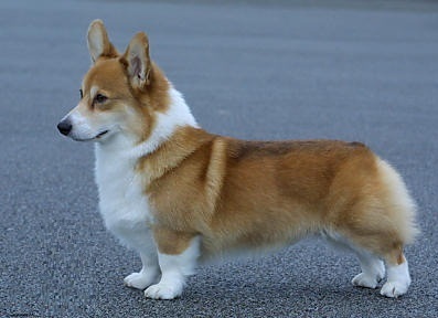 if you have a corgi....... ... ill buy it at a high price