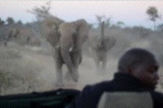 Jonestribe22's profile picture. I miss Botswana, epecially the bush and wildlife. Love the fact I have so many good friends and a fabulous family.