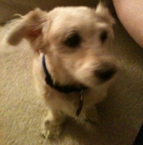 ridleniv's profile picture. native texan , looking to expand my horizons !! I follow back !!!