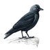 Alan Rew (@alanrew) Twitter profile photo Alan Rew (@alanrew) Twitter profile photo