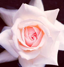 Chelle_MIBC's profile picture. Hi! I am a brand new Mary Kay Independent Beauty Consultant! 
http://t.co/JXrRYjnMfR