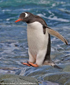 ペンギン(寒冷地仕様)