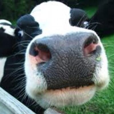 Cool Cow @CoolCow11  Twitter