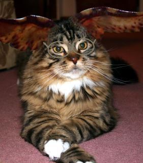 This is the official Twitter page for tthe Maine Coon Fancy Cat Forums