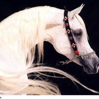 منادي (@amnady77) Twitter profile photo