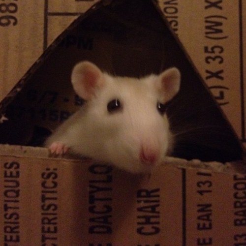 siprilius's profile picture. technophile, roliste, warhammerien et adepte de podcasts.