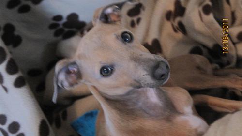 I am a little Italian greyhound girl and I love playing all the time :-) Follow my adventures: http://t.co/ycRvtqUk