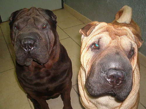 Wij zijn 2 #sharpei's uit Brunssum, Zuid-Limburg, op zoek naar dierenvriendjes