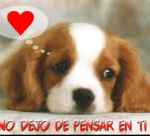 TQM_MY_PRINCESS's profile picture. mi razon de existir @alexa9743. te amo princesa 3