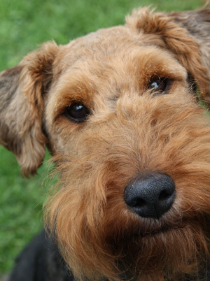 Hi I'm George a Welsh Terrier, I love climbing steps and finding new places to go for walks